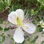 Capparis spinosa Kwiat