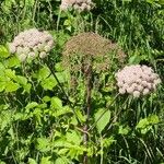 Angelica sylvestris Habit