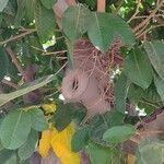 Ficus altissima Corteccia