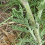 Tanacetum corymbosum Leaf