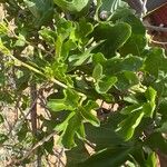 Cissus trifoliata Hoja