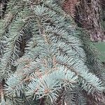 Picea pungens Deilen