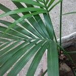 Howea forsteriana Blad