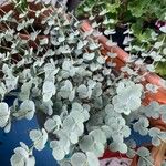 Sedum sieboldii Hoja