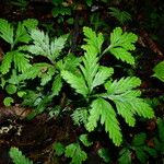 Selaginella parkeri Облик