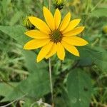 Helianthus divaricatusFlower