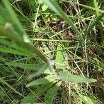 Crepis setosa Leaf
