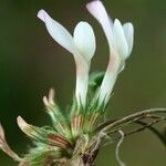 Trifolium uniflorum പുഷ്പം