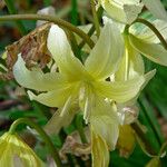Erythronium californicum Flower
