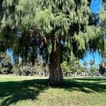 Cupressus cashmeriana Φύλλο