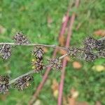 Buddleja alternifolia Fruto