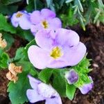 Sutera cordata Fula
