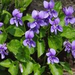 Viola reichenbachianaموطن