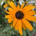 Rudbeckia fulgidaKwiat