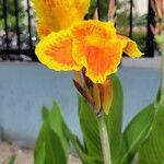 Canna indicaFloro