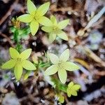 Centaurium maritimumKukka