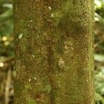 Elvasia elvasioides Bark