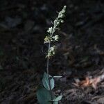 Epipactis kleinii Flor