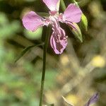 Clarkia rhomboidea Blüte