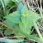 Lamium album Leaf