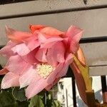 Disocactus phyllanthoides Blüte