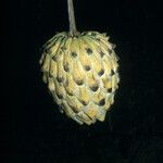 Annona mucosa 果實