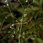 Asperula laevigata Other