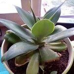 Echeveria giganteaЛисток