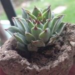 Sempervivum calcareum Blad