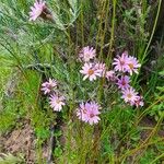 Senecio roseiflorus Flower