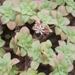Aeonium goochiae Hábito