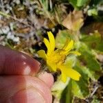 Crepis foetidaFlor