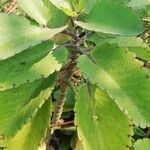 Kalanchoe pinnata Blatt