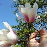 Magnolia sprengeri Blüte