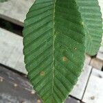 Nothofagus alpina Hoja