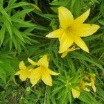 Hemerocallis minorFlower