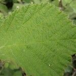 Rubus ulmifolius Leaf