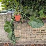 Alocasia cucullataFolla