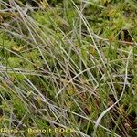 Carex pauciflora Pokrój