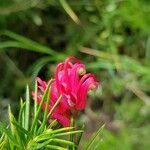 Grevillea juniperina Flower