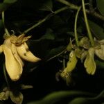 Guatteria dolichopoda Flor