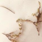 Arenaria ciliata Blomst