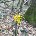 Cornus masFlor