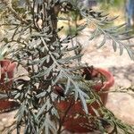 Ambrosia confertiflora Leaf