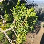 Juniperus phoenicea Blatt