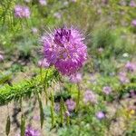 Cleome serrulata Λουλούδι