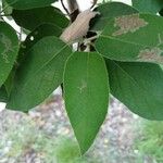 Cordia boissieri List