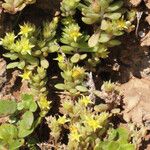 Sedum litoreum Habit