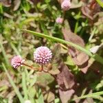 Persicaria capitata Цвят