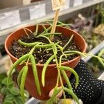 Hoya linearis Blad